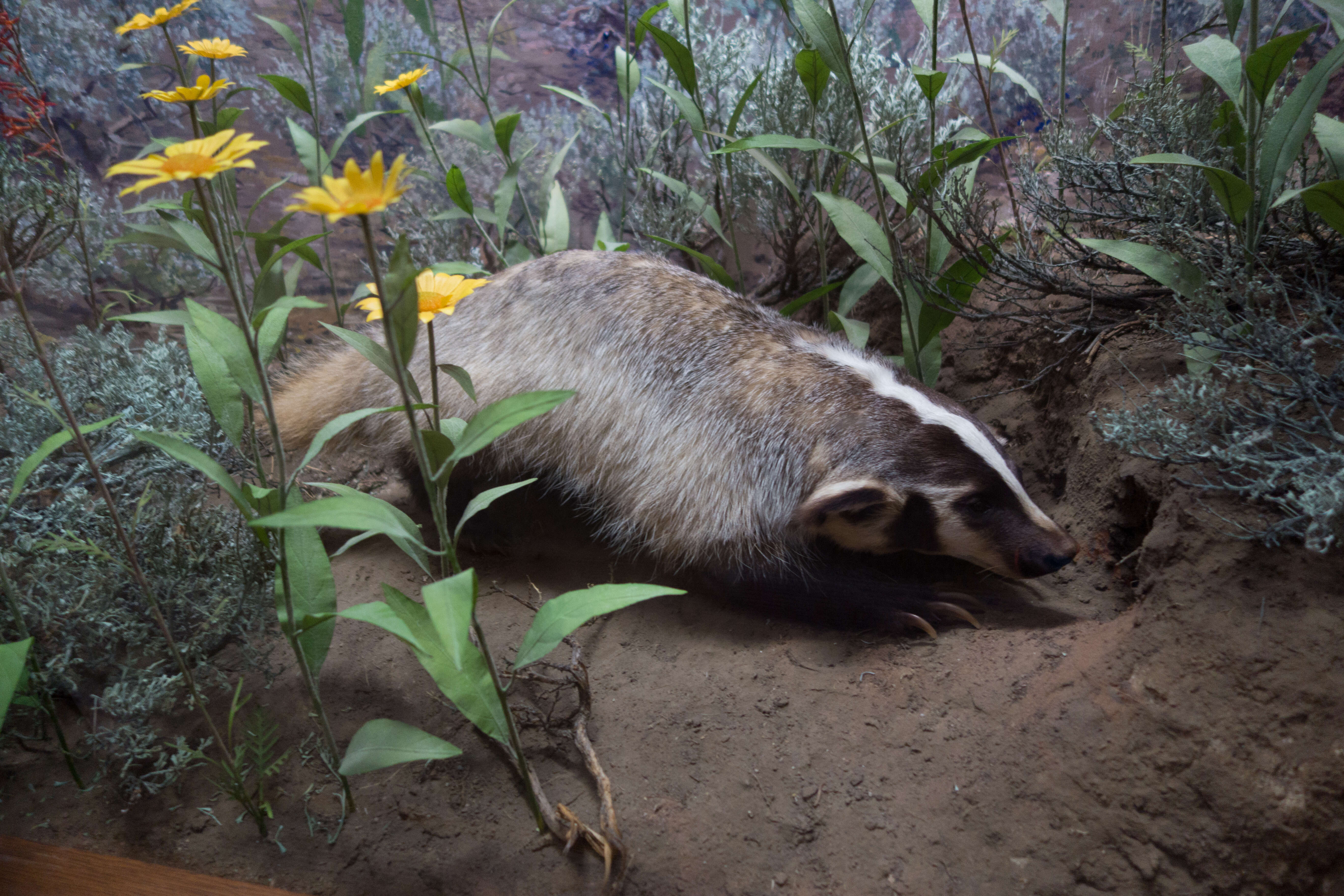 Image of badger