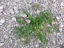 Image of Creeping Watercress