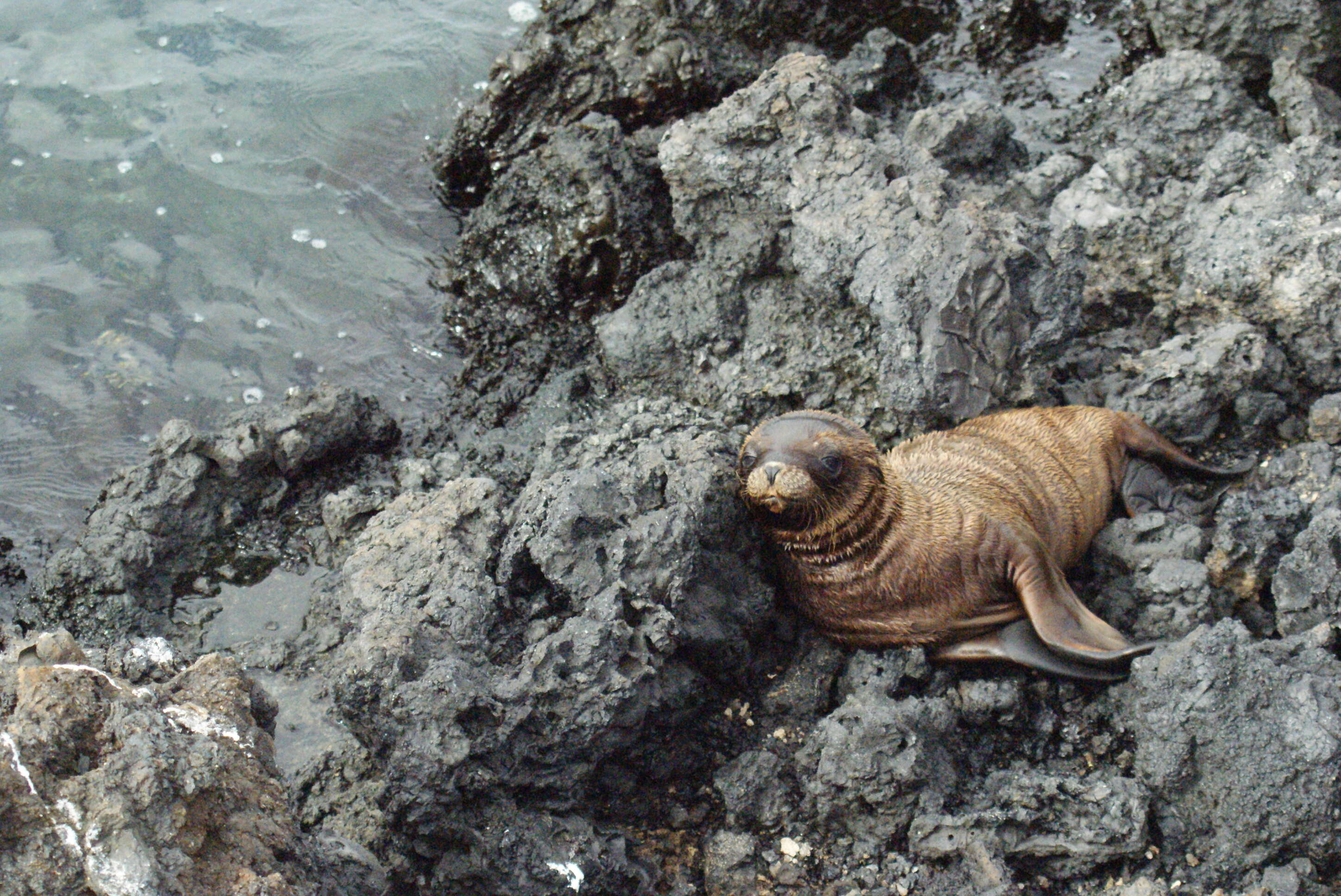 Image de Otarie des Galapagos