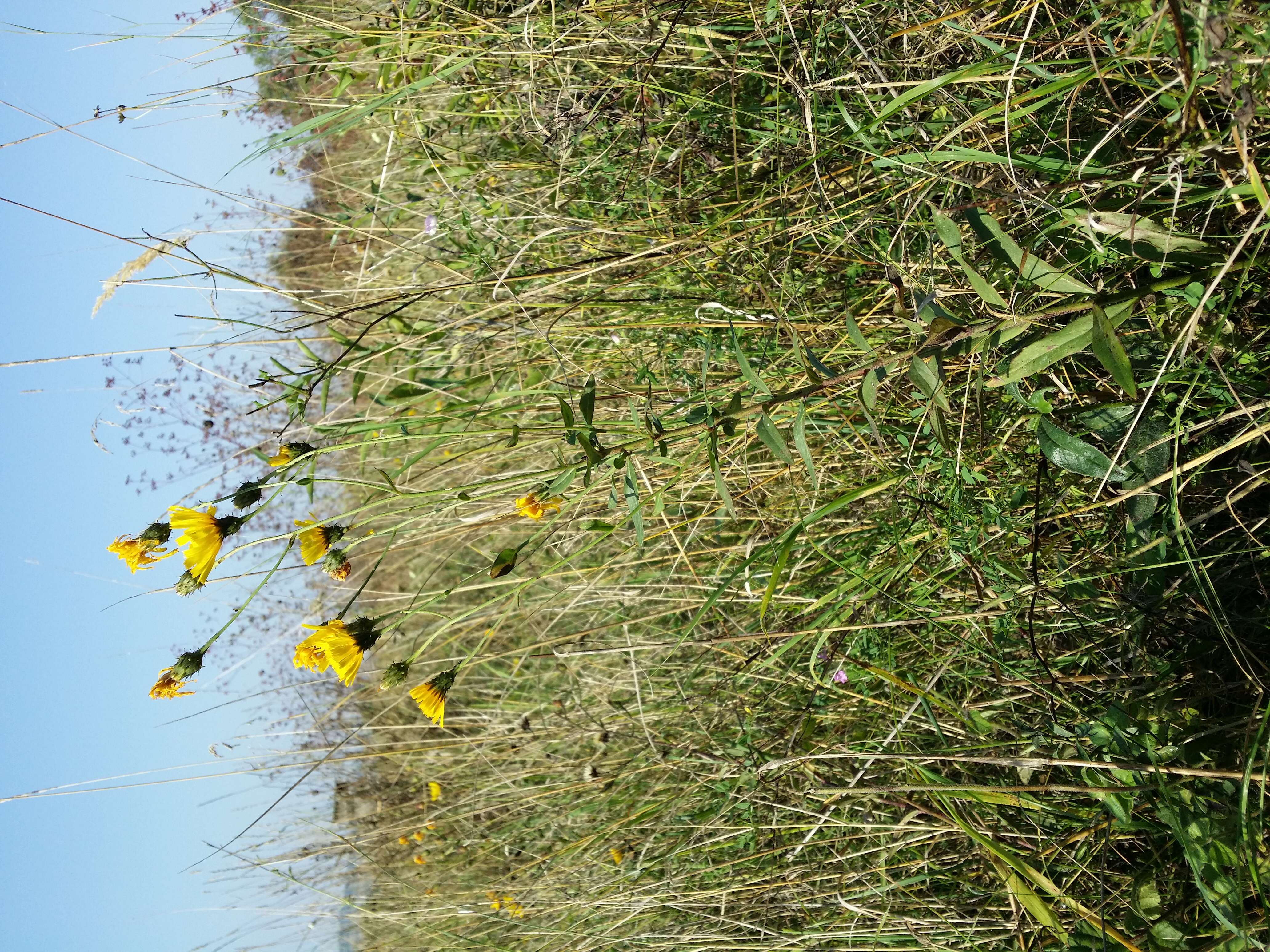 Image of hawkweed