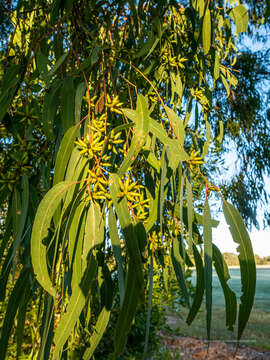 Image of cabbage gum