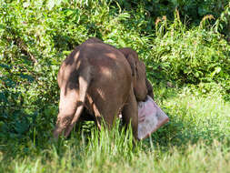 Image of Borneo elephant