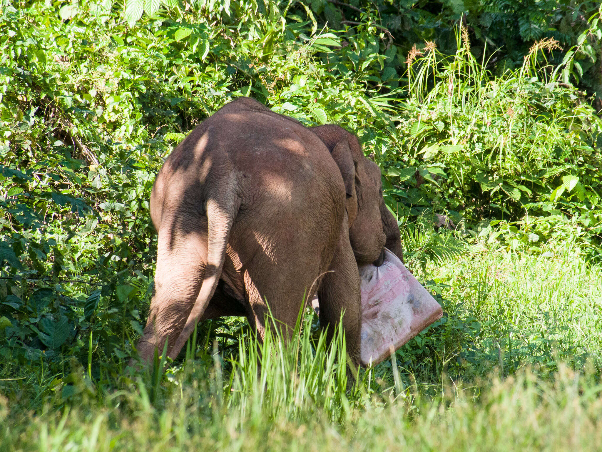 Image of Borneo elephant