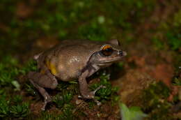 Image of Koadaikanal Bush Frog