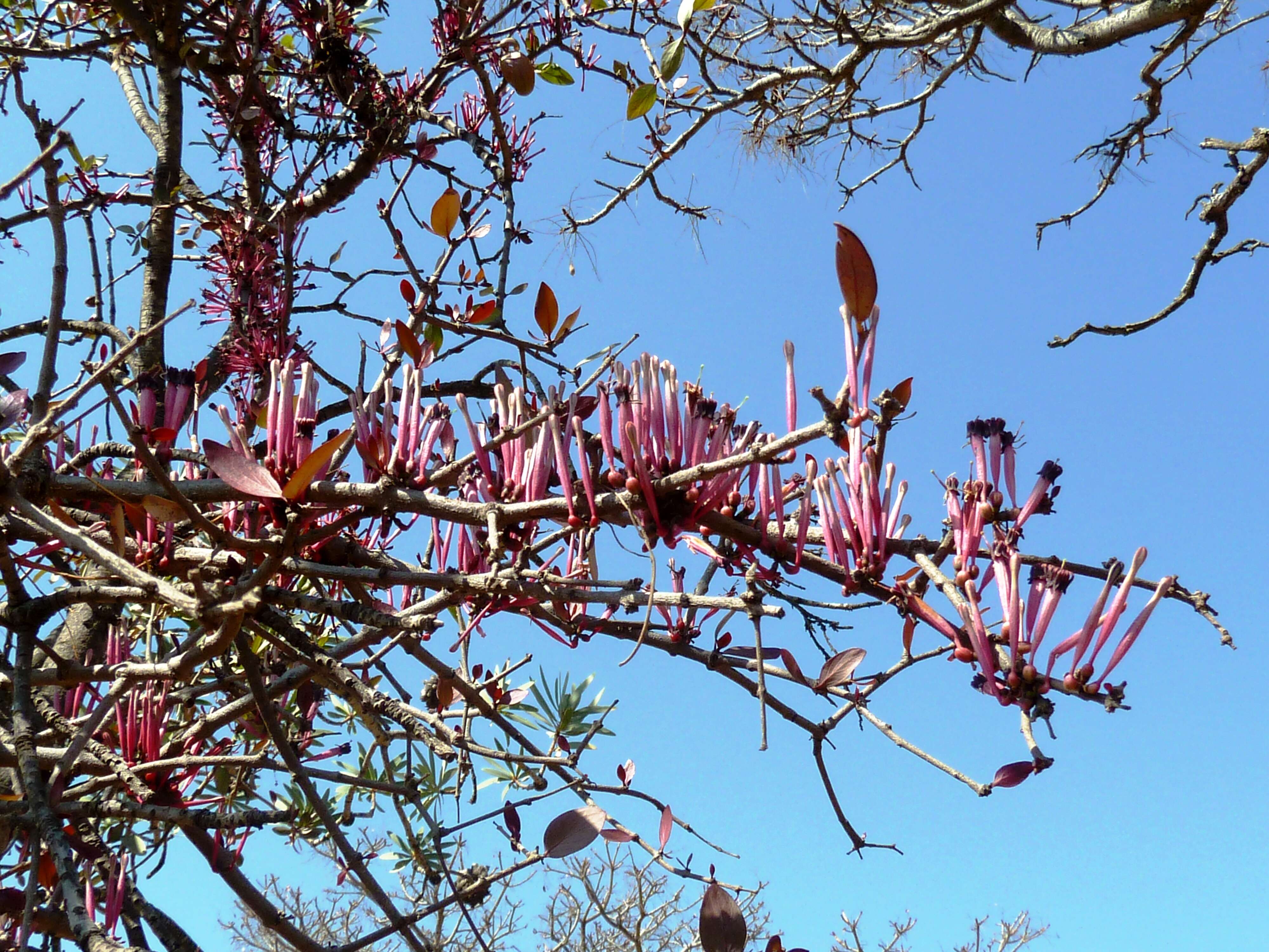 Image of Tapinanthus rubromarginatus (Eng I.) Danser