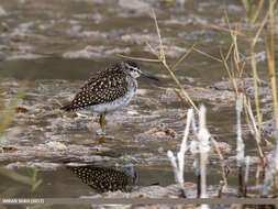 Image of Wood Sandpiper