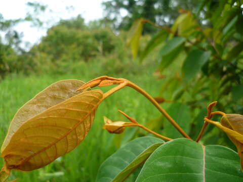 Image de Vismia baccifera (L.) Triana & Planchon