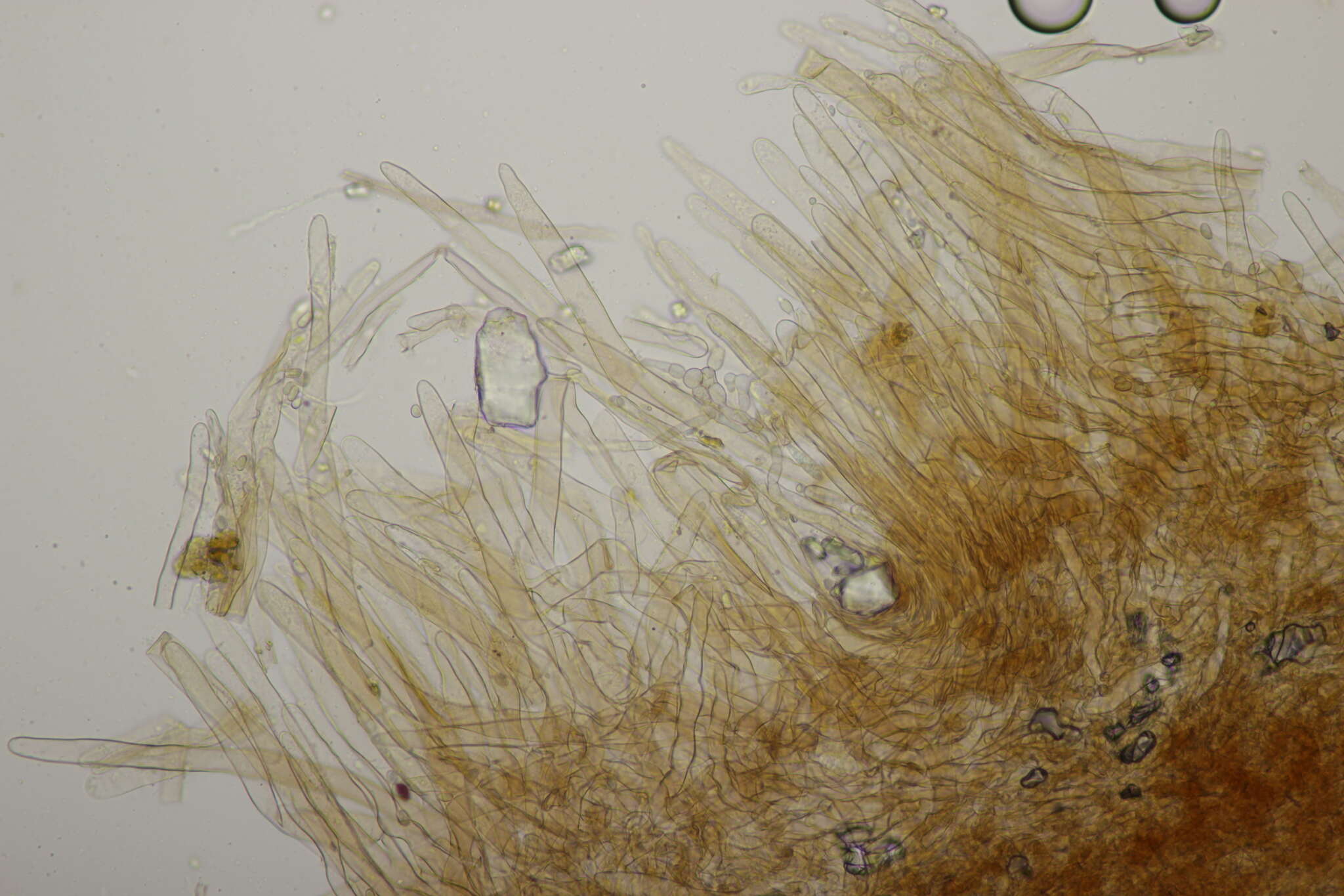 Image of Lepiota subincarnata J. E. Lange 1940