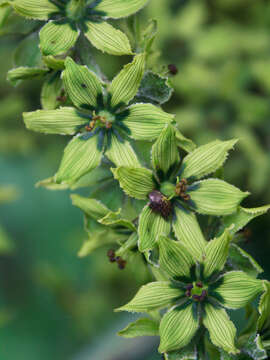 Image of White Hellebore