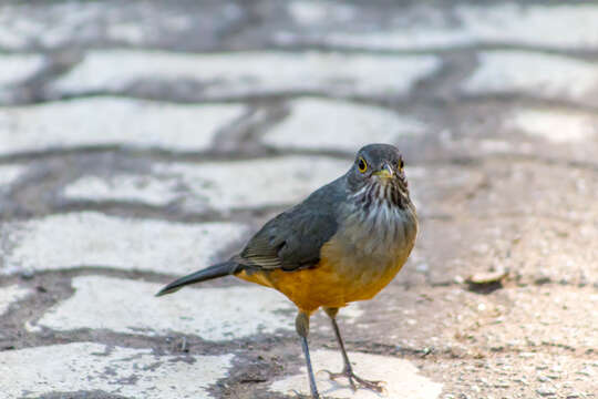 Image of Rufous-bellied Thrush