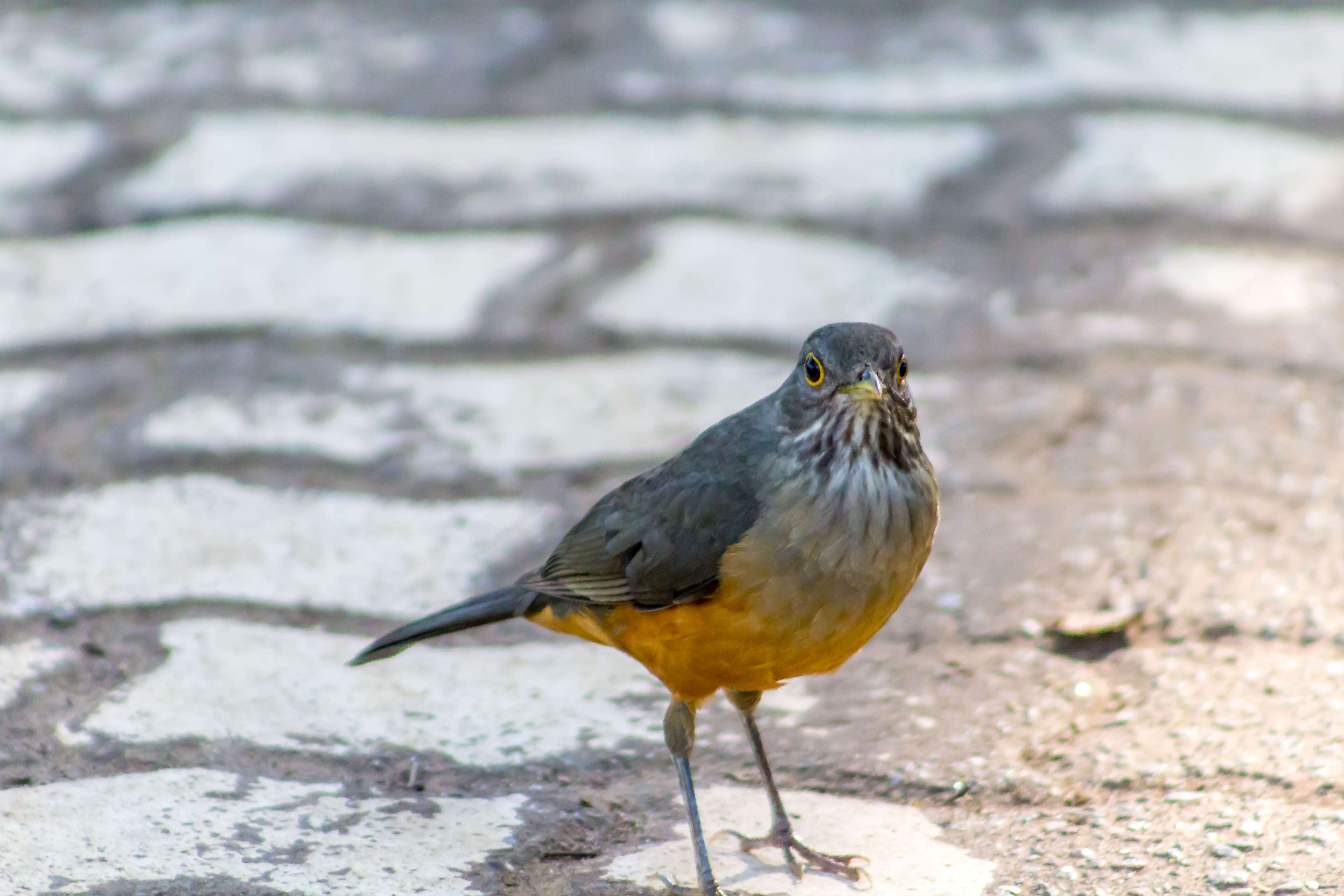 Image of Rufous-bellied Thrush