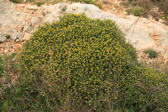 Imagem de Euphorbia melitensis Parl.