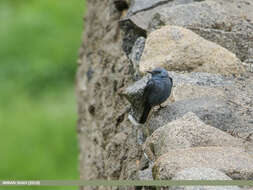 Plancia ëd Monticola solitarius (Linnaeus 1758)