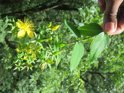 Image of Hypericum oblongifolium Choisy