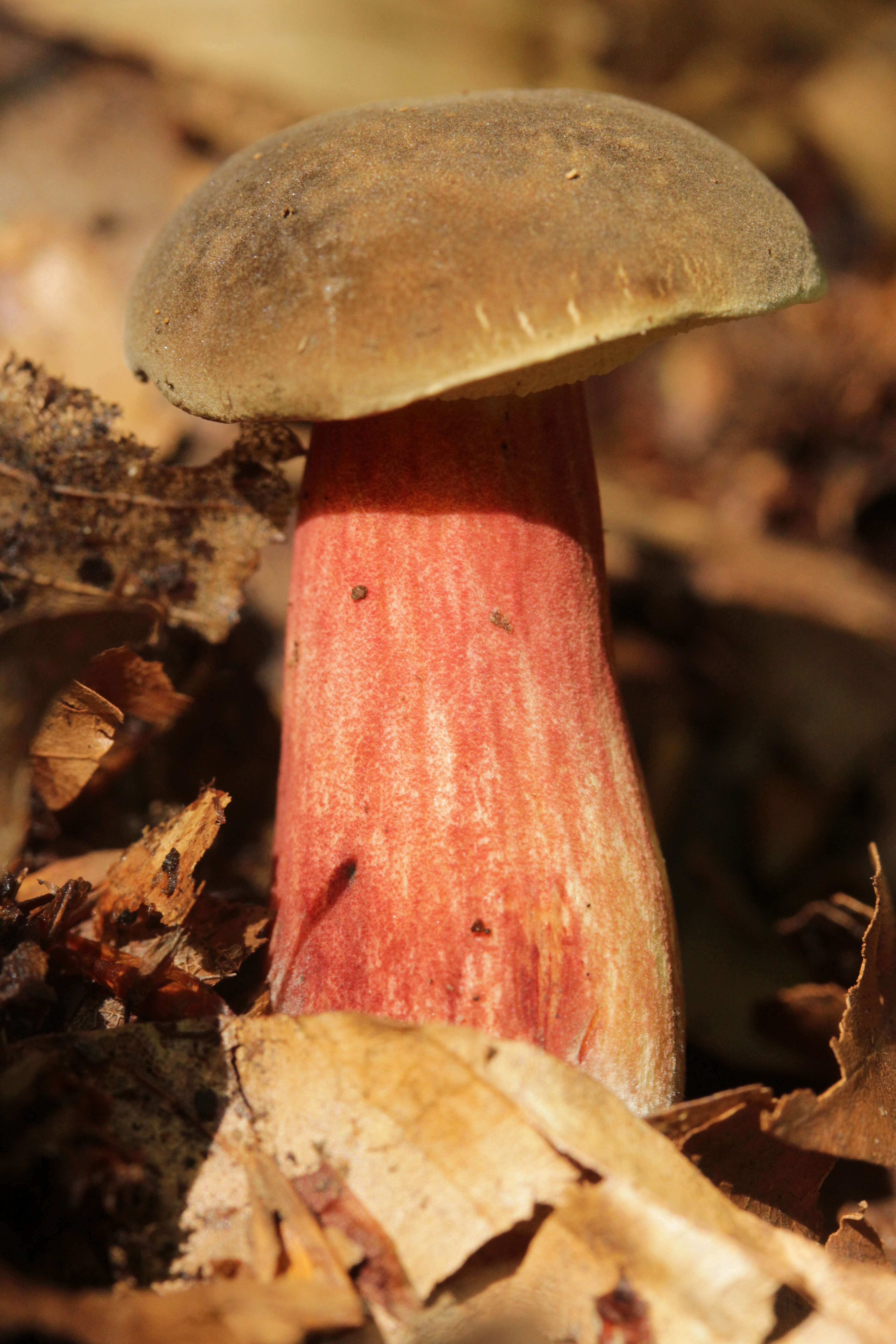 Image of Xerocomellus pruinatus (Fr. & Hök) Šutara 2008