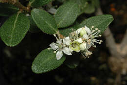 Imagem de Nematolepis elliptica (Paul G. Wilson) Paul G. Wilson