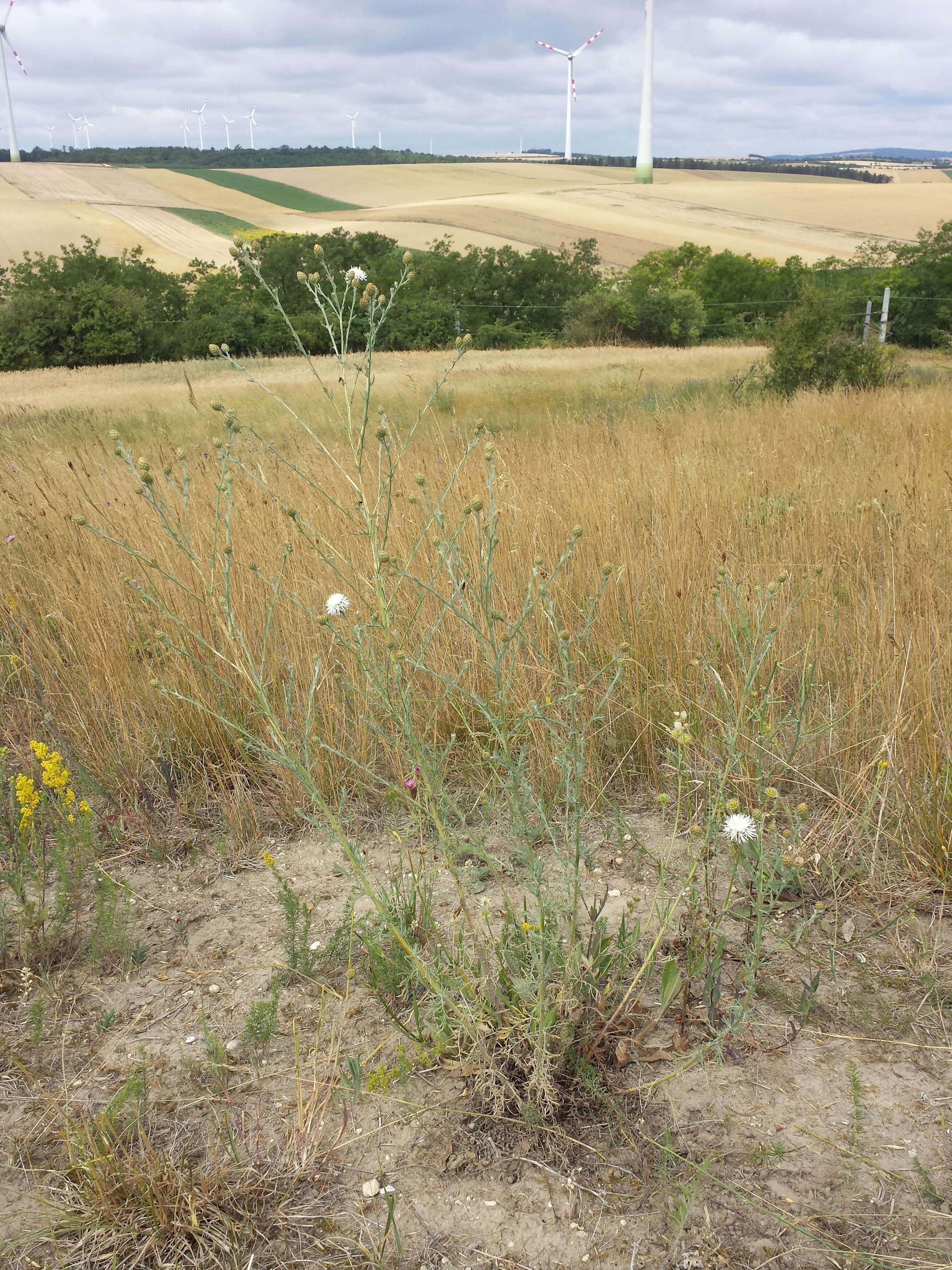 Image of spotted knapweed