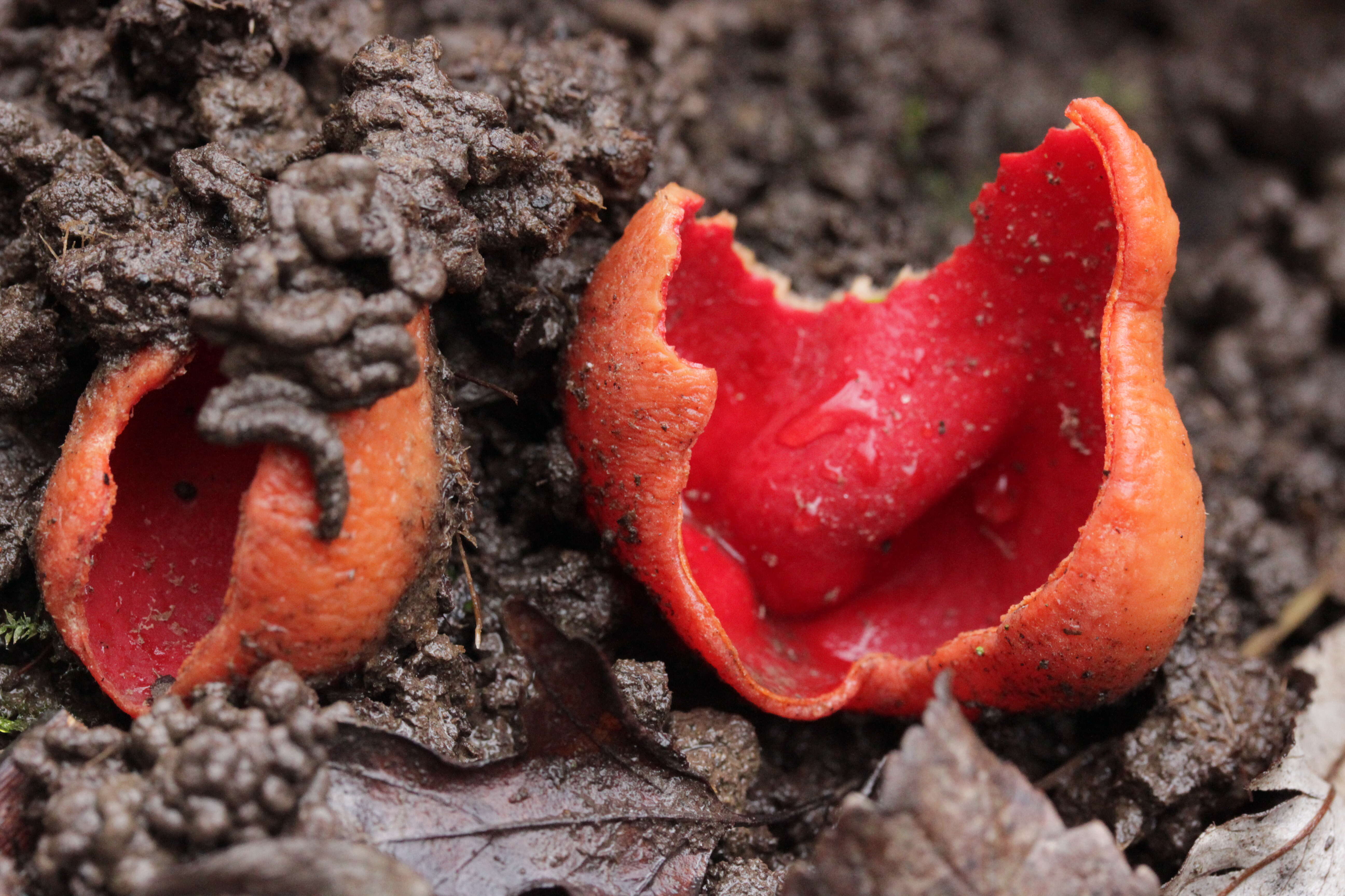 Image of scarlet cup