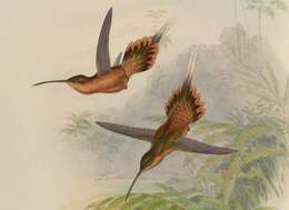 Phaethornis philippii (Bourcier 1847) resmi