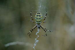 Image of Barbary Spider