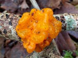 Image of Witches butter