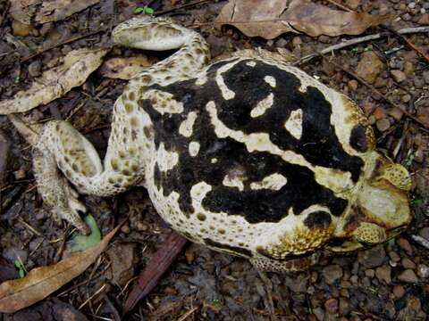 Image of Cane Toad