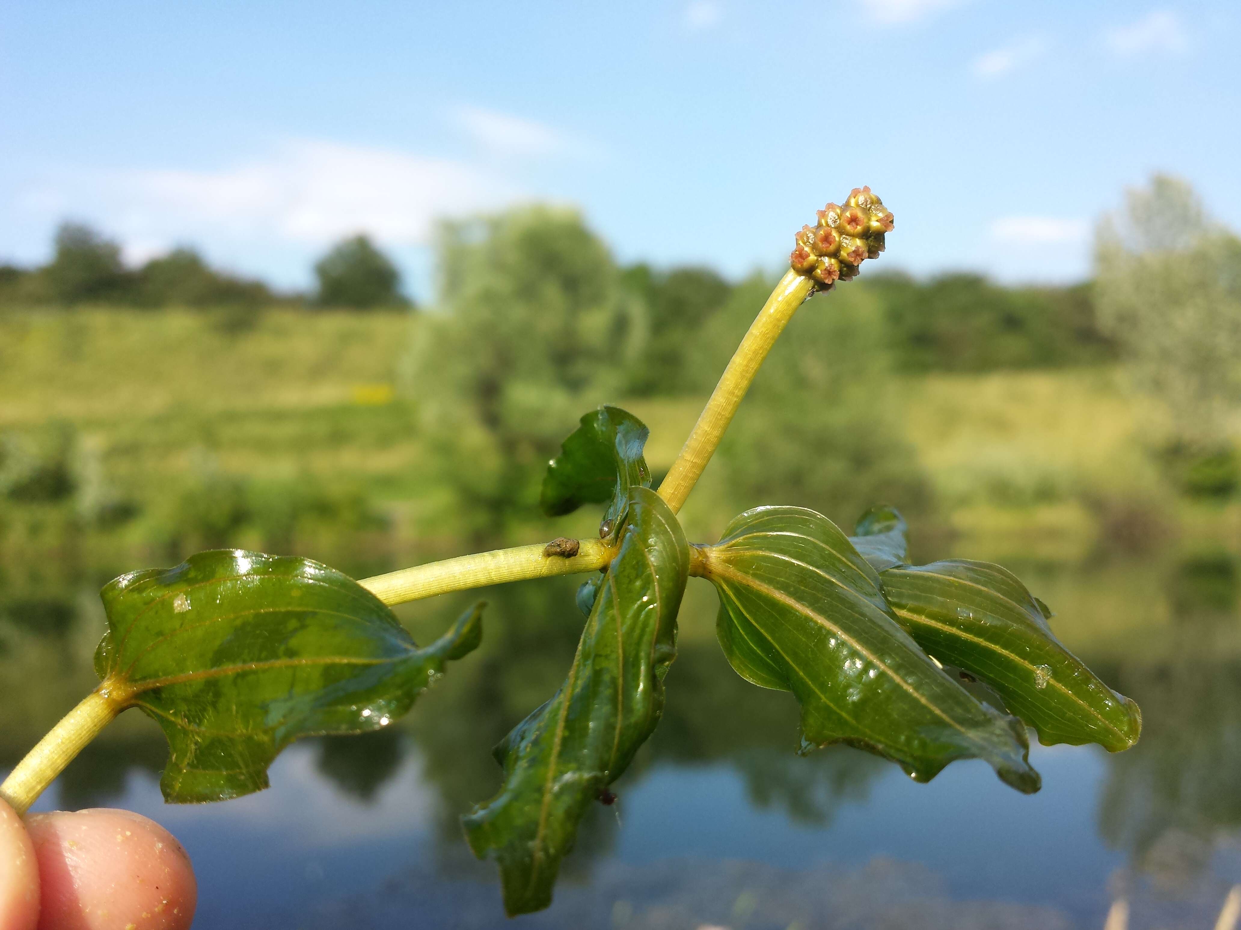 Image of Perfoliate Pondweed