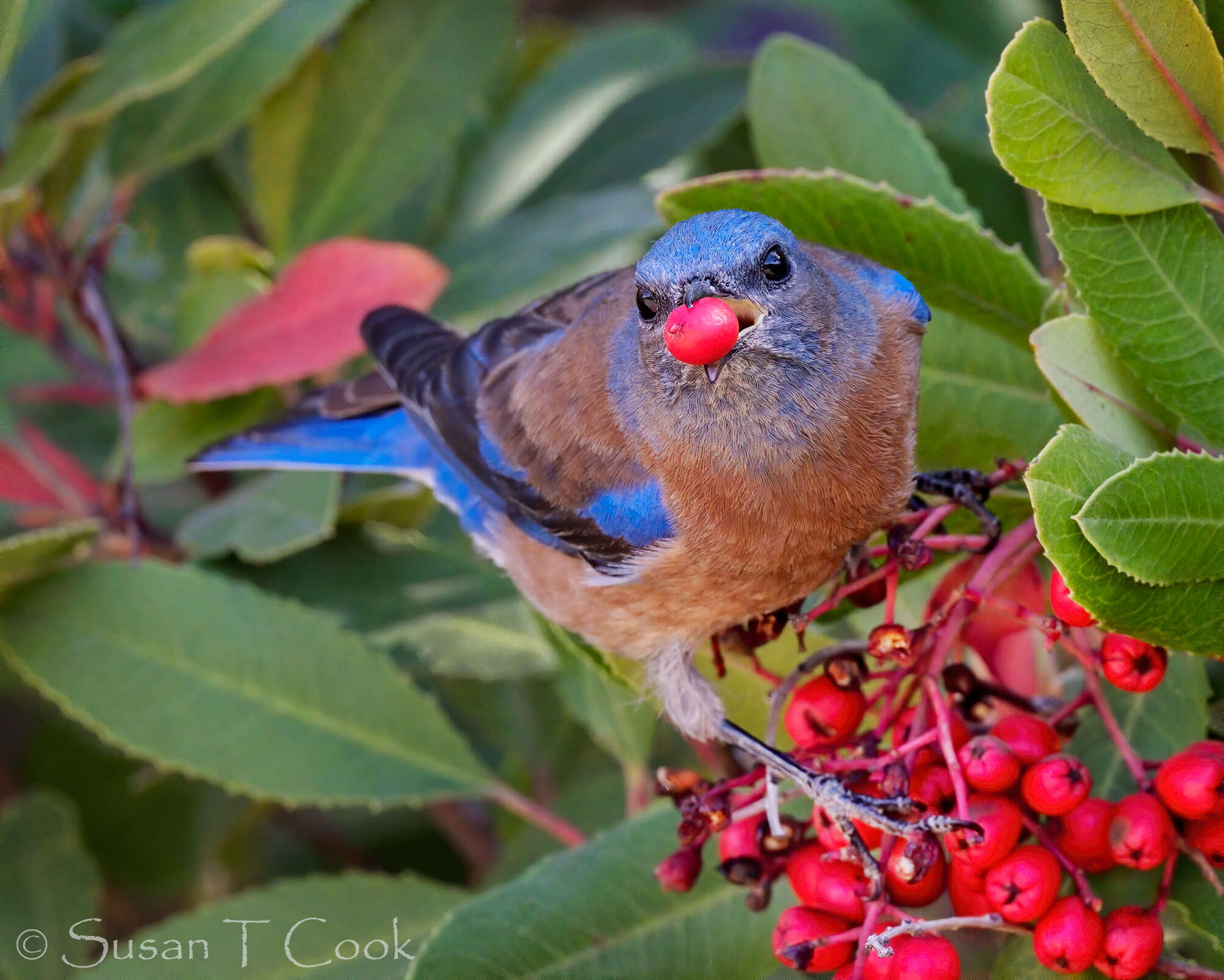 Image of Western Bluebird