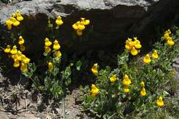 Image of Calceolaria integrifolia Murr.