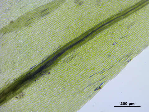 Image of pohlia moss