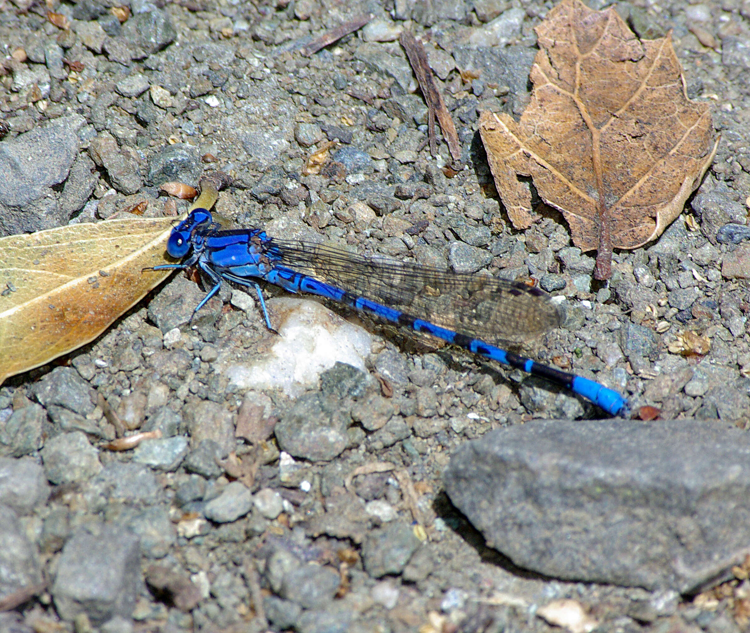 Imagem de Argia vivida Hagen ex Selys 1865