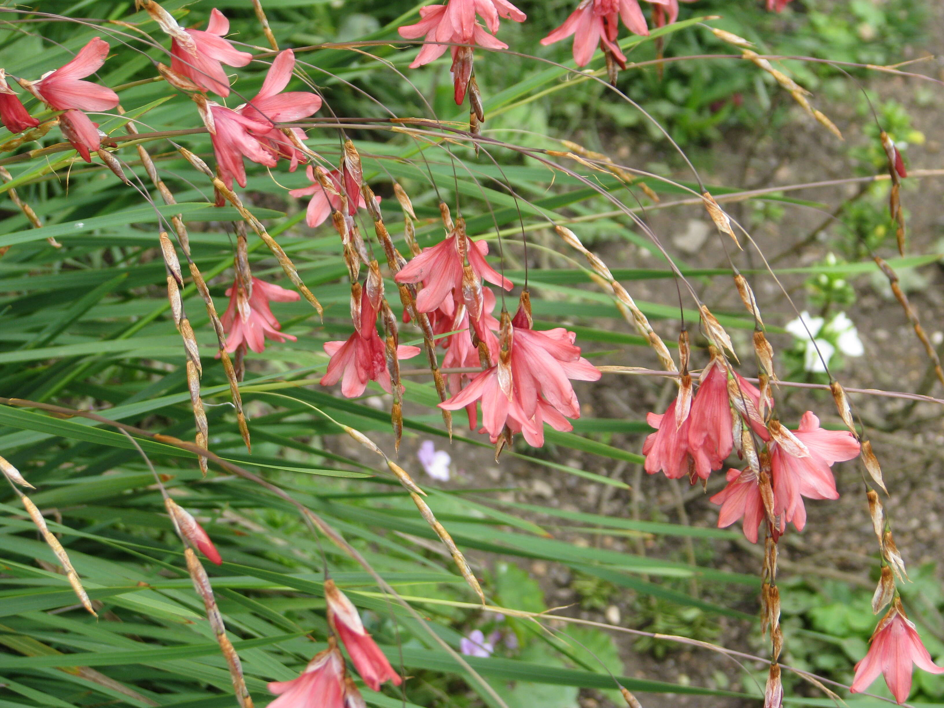 Imagem de Dierama igneum Klatt