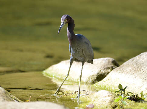 Image of Little Blue Heron