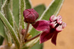 Image of milkweed