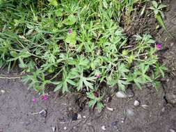 Image of cut-leaved cranesbill