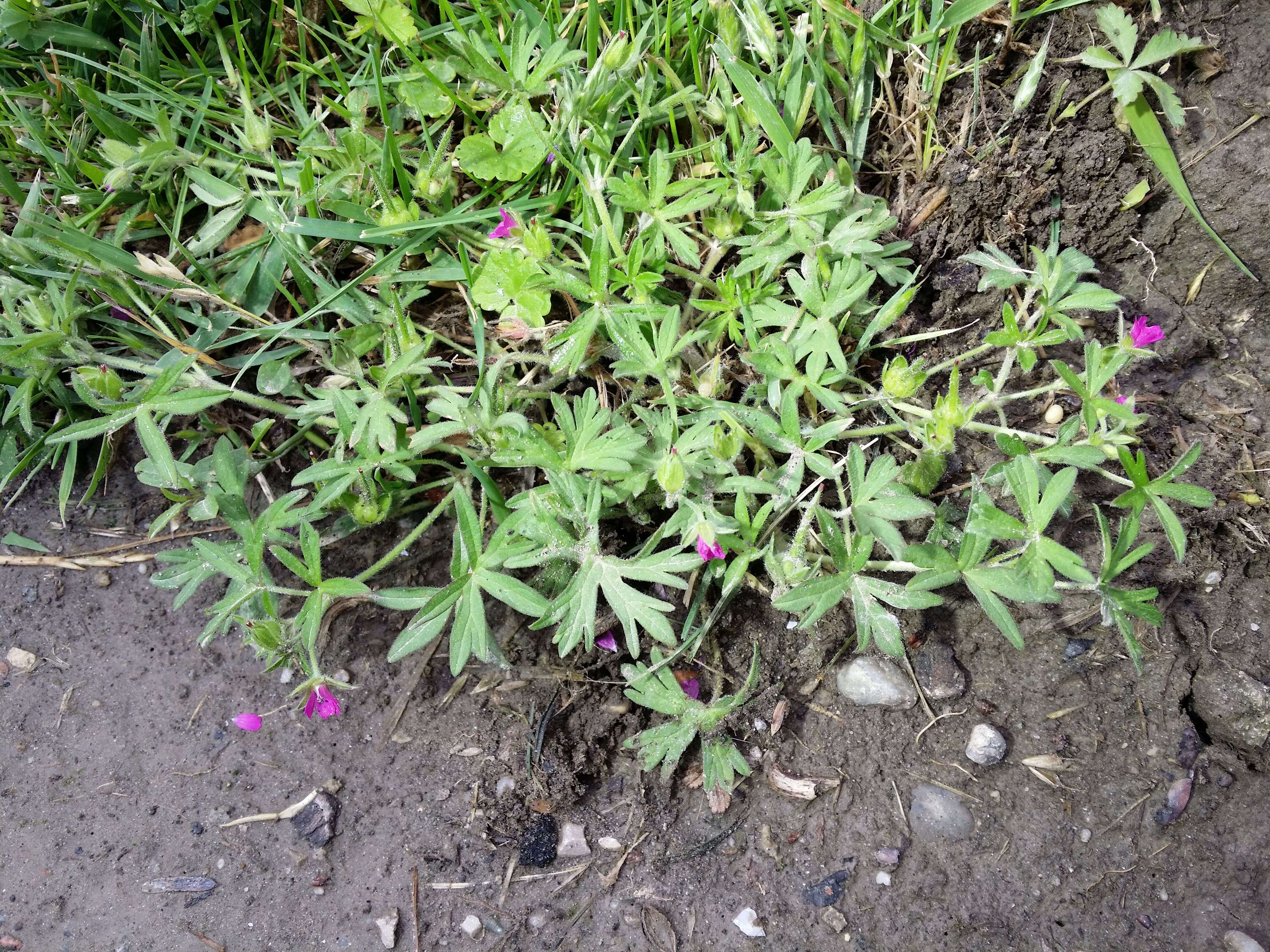 Plancia ëd Geranium dissectum L.