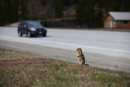 Image of Columbian ground squirrel