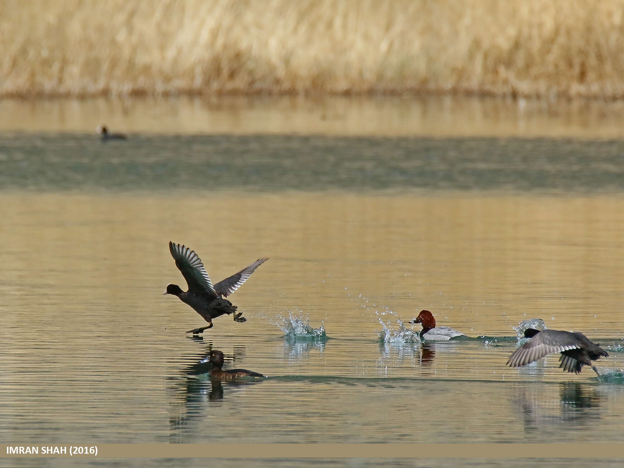 Image of Common Coot