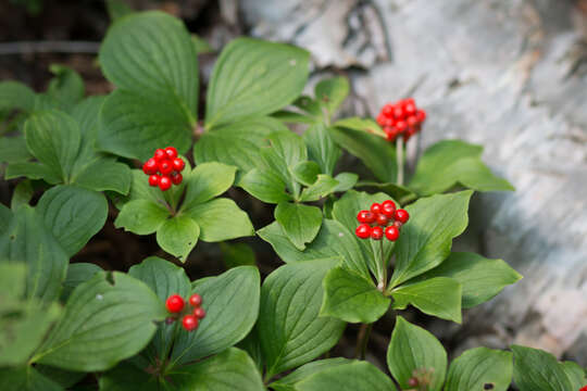 Image of bunchberry dogwood