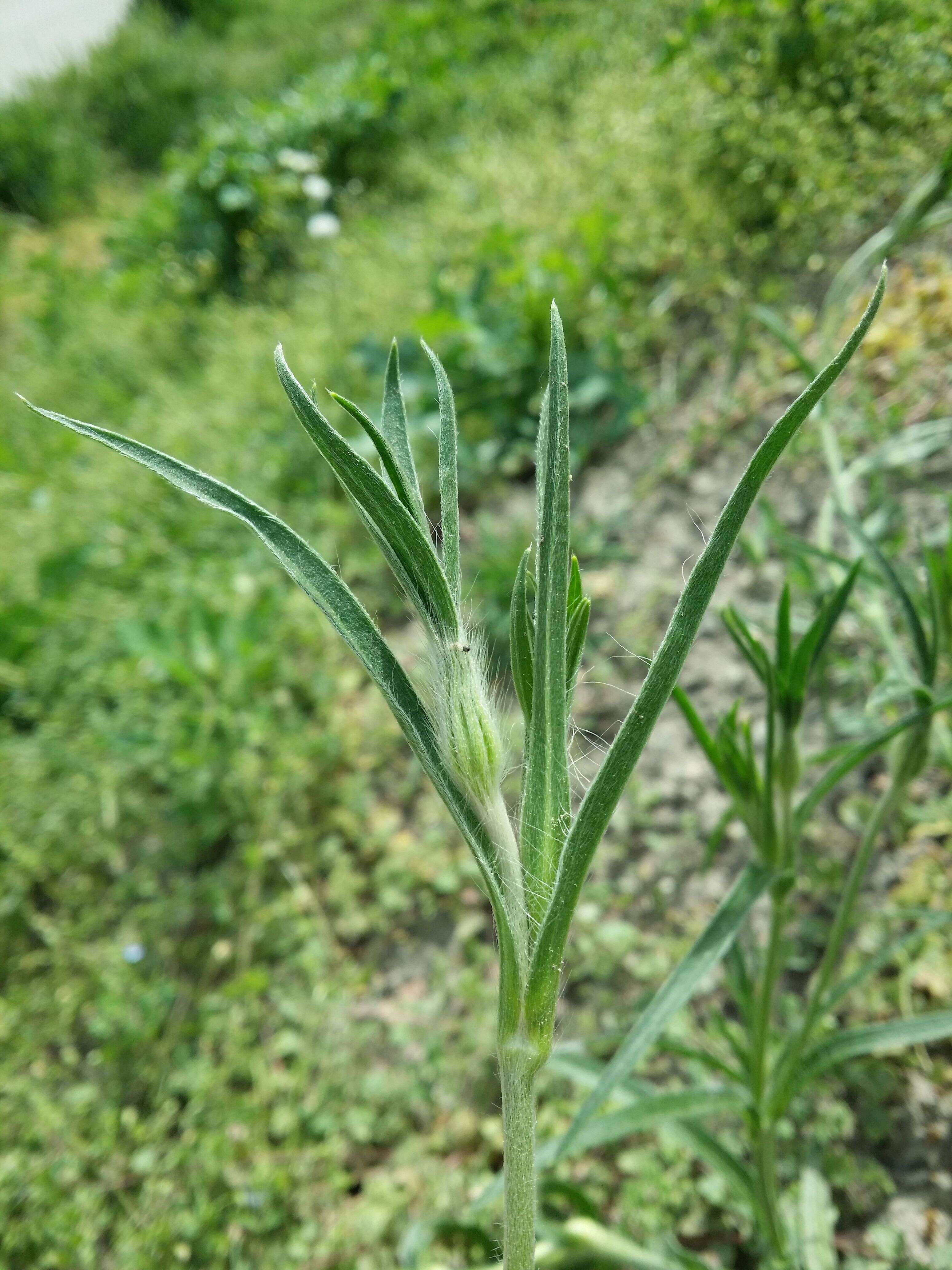 Image of Corncockles