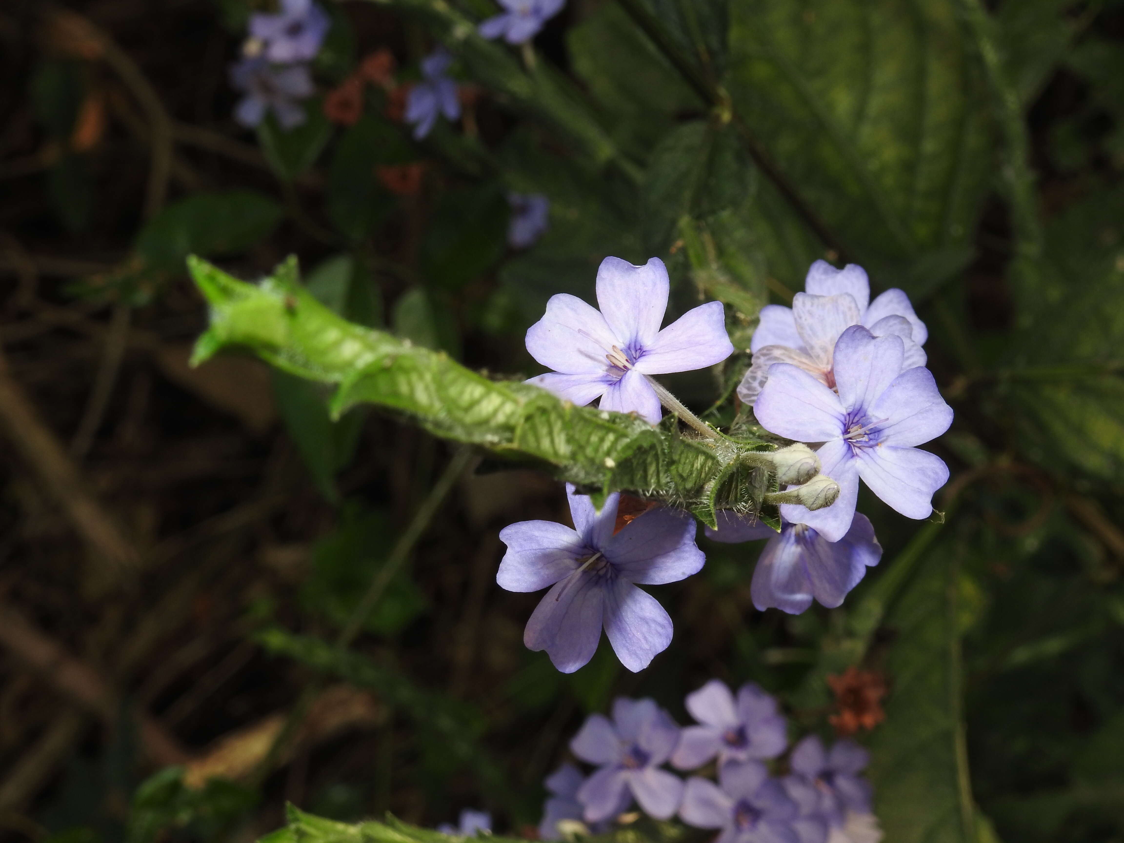 Image de Eranthemum roseum (Vahl) R. Br.