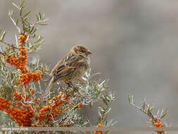 Image of Spanish Sparrow