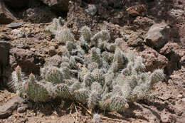 Image of Panhandle Prickly-pear