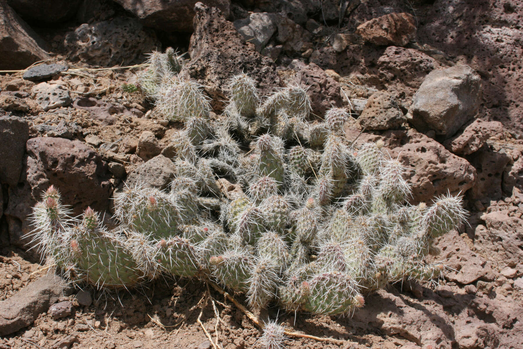 Image of Panhandle Prickly-pear