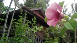 Image of purple allamanda