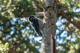 Image of American Three-toed Woodpecker