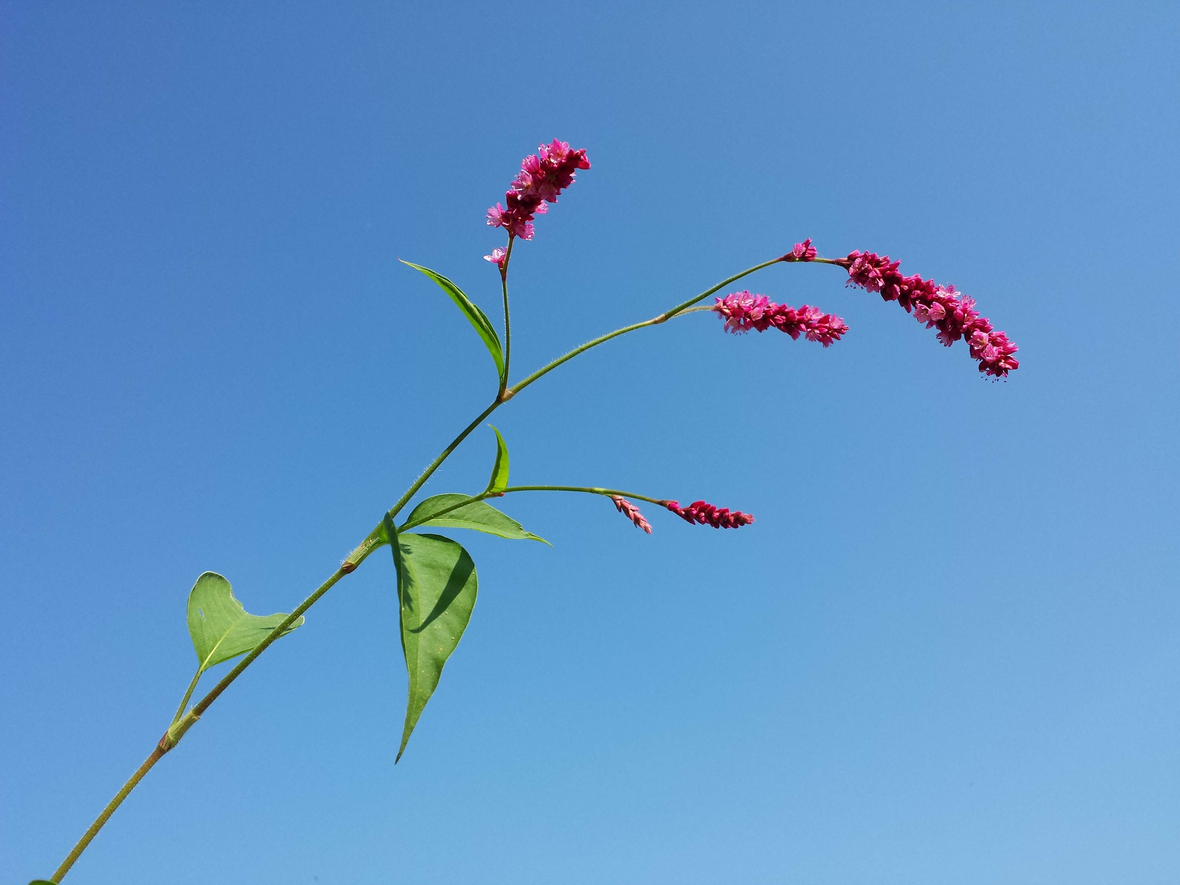 Persicaria orientalis (L.) Spach resmi