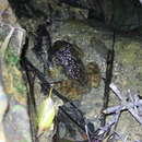 Image of Namie's frog