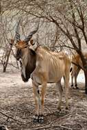 Image of giant eland