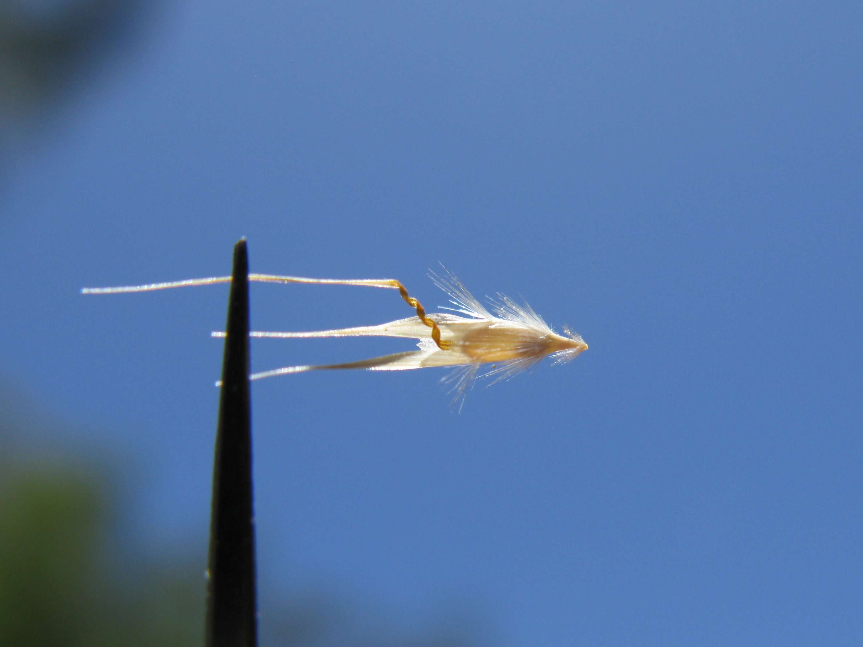 Plancia ëd Rytidosperma racemosum (R. Br.) Connor & Edgar